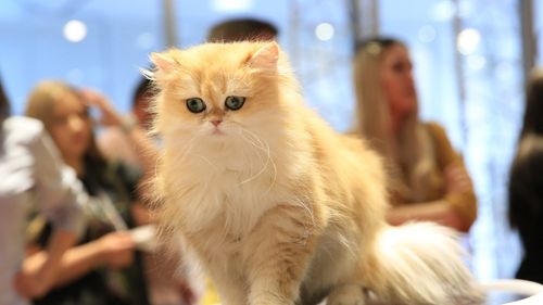 SofistiCAT, pentru iubitorii de pisici: Se deschide Salonul Felin Internaţional Bucureşti, în weekend, la Sala Palatului/ Vedeta evenimentului