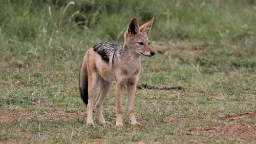VIDEO | Șacalul auriu amenință tot mai des fermele din România. Acum a început să atace și oamenii! / Cum a influențat epidemia de pestă porcină înmulțirea șacalilor și de ce sunt atât de greu de vânat