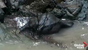 VIDEO Șase elefanți găsiți înecați într-o cascadă din Thailanda, după ce au încercat să salveze un pui