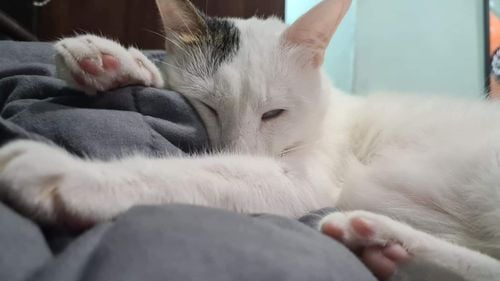 De ce adoptă pisici agenții de pază filipinezi: Dacă Conan nu este acolo, nu mă simt motivat