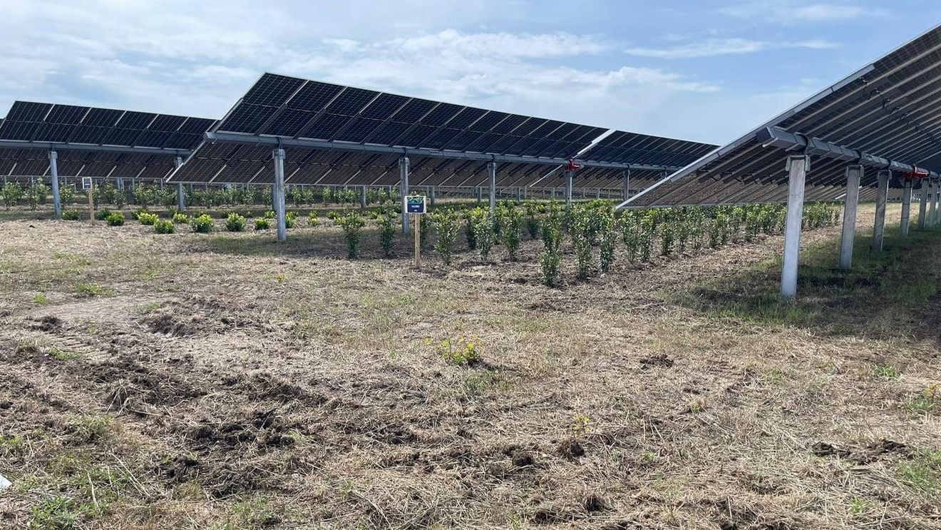 A fost inaugurată cea mai mare fermă agrovoltaică din Italia / Panourile fotovoltaice sunt amplasate la înălţime deasupra solului pentru a permite cultivarea în câmpurile de sub ele