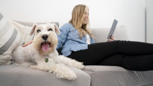 Animalele de companie, motiv de scandal la bloc. Se trec sau nu la întreținere câinii și pisicile? Ai nevoie de acordul vecinilor?