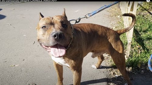 Poliţiştii argeșeni propun trimiterea în judecată a unui bărbat al cărui câine din rasa Amstaff, lăsat nesupravegheat, a muşcat un om / Victima a avut nevoie de 40 de zile de îngrijiri medicale