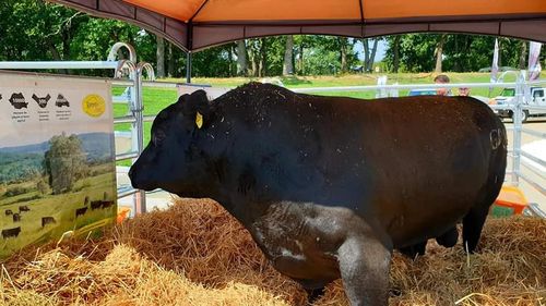 Ministrul agriculturii: Românii încep să consume mai multă carne de vită şi de oaie