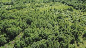 Tanczos Barna anunță că lucrează cu Petre Daea pentru a găsi soluții la împăduriri/ Miniștrii au în plan 56.000 de hectare, care ar trebui împădurite prin PNRR