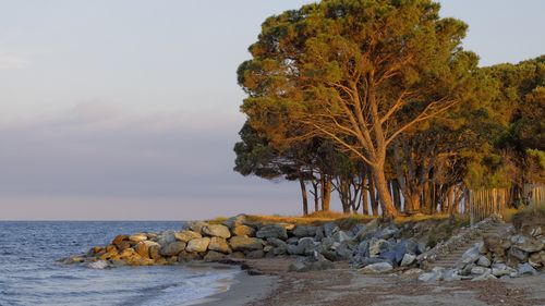Ministerul Mediului pregătește perdele forestiere pe plajele din Mamaia–Năvodari / Proiect pilot cu pini umbrelă (Pinus pinea) și arbori adaptați litoralului pentru umbră naturală și stabilizarea nisipului