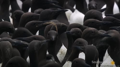 Un singur val de căldură a distrus milioane de păsări marine în Alaska