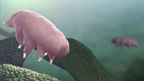 China: Un experiment genetic care a inserat gene de tardigrade în celule stem umane ar putea duce la apariția unor super-soldați rezistenți la radiații