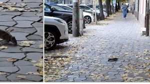 Un șobolan surprins pe o stradă din Timișoara declanșează o nouă operațiune de deratizare în oraș / „Primăria Timișoara apelează la sprijinul și colaborarea cetățenilor”