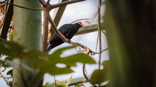 Grădina Zoologică Târgu Mureş, locul doi în Europa la numărul de papagali ara militaris