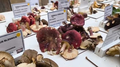 VIDEO | Târg de ciuperci de toamnă și expoziție cu categorii de ciuperci comestibile, otrăvitoare și mortale, plus alte minunății de sezon într-un mic orășel de munte din Pirinei