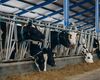 VIDEO | De la fermă până la galantar. Georgiana Păstrăv: „Controlăm totul, de la ce mănâncă animalul până la produsul final”