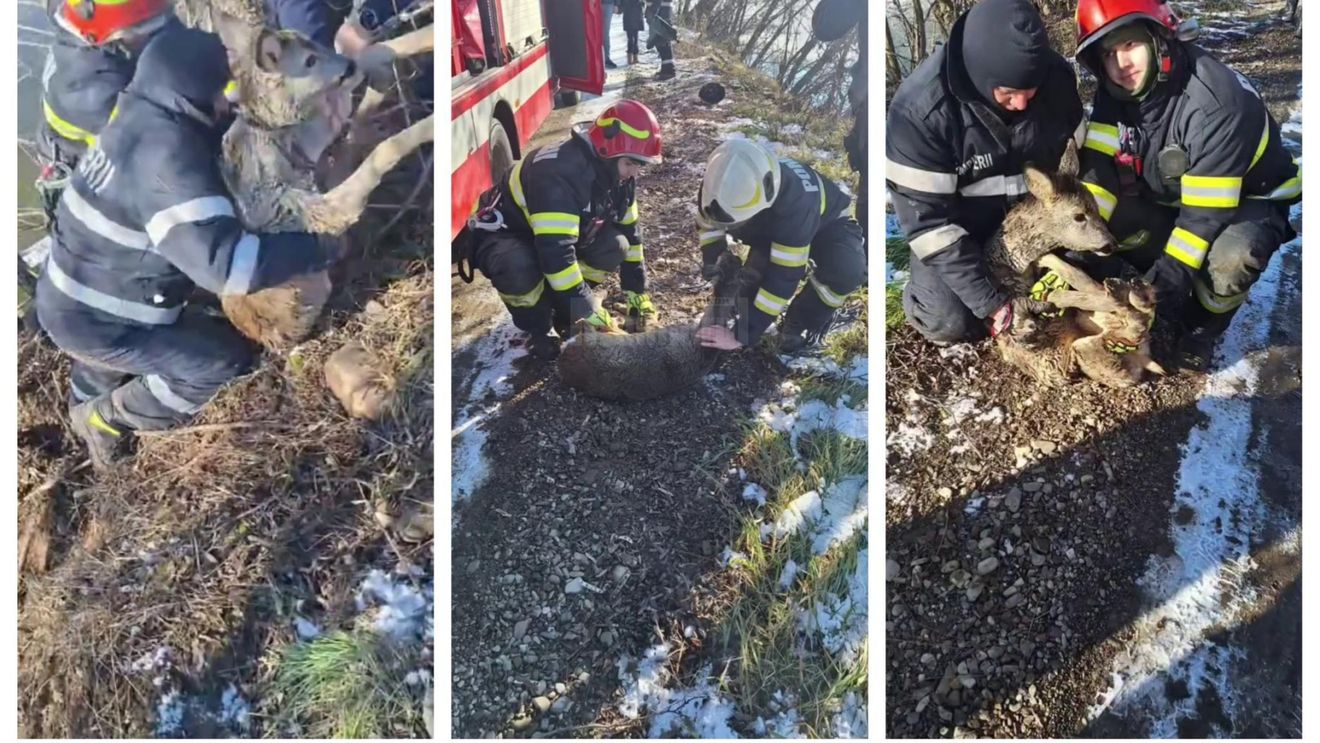 Pui de căprioară, salvat de pompieri dintr-un iaz din Suceava / A căzut în apă din cauza gheții subțiri / ”Sperăm că Bambi va fi bine”
