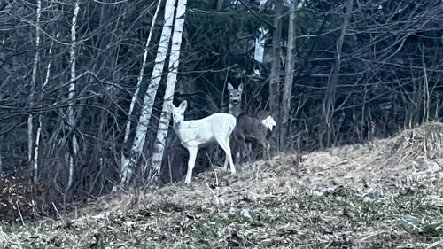 Imagini rare cu o căprioară albă, surprinse de jandarmii montani din Braşov