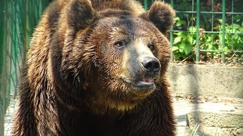 Sute de vizitatori la Grădina Zoologică din Sibiu, în a doua zi de Paște/ A fost adusă o gazelă nouă și un urs brun