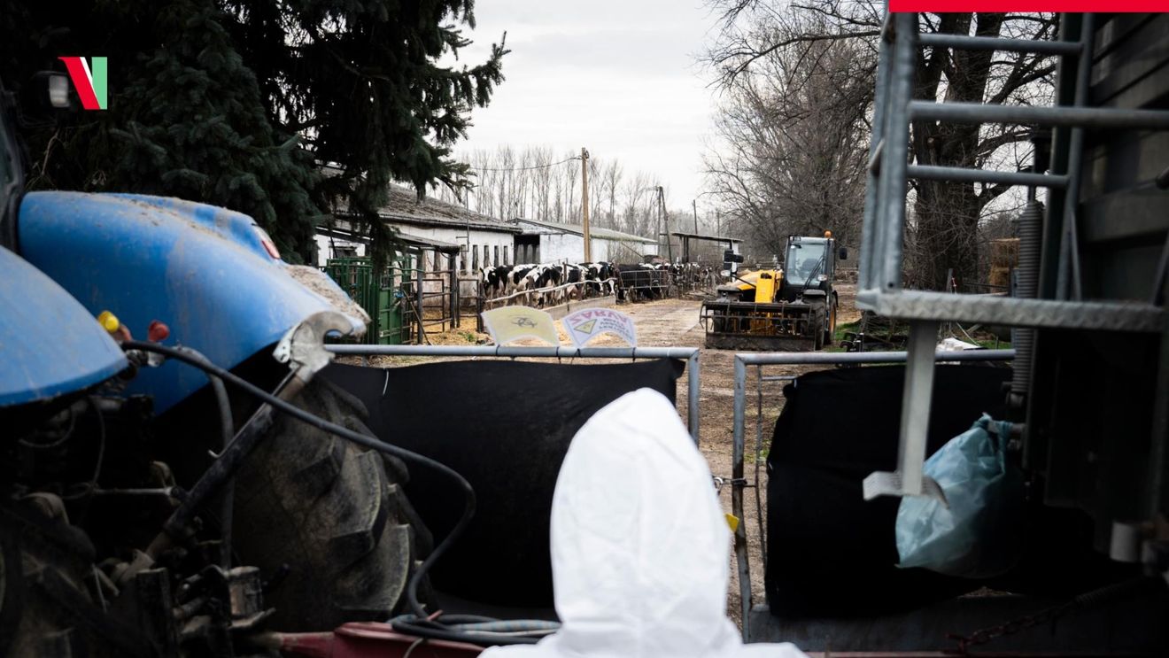 Ungaria, în alertă: A început sacrificarea celor 1.400 de vaci de lapte din ferma unde s-a găsit virusul febrei aftoase