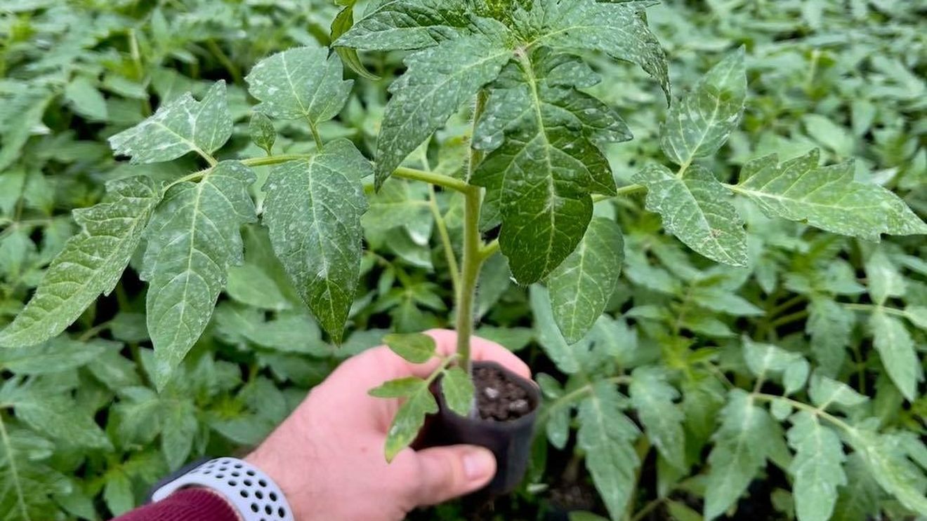 Producția de roșii și castraveți, întârziată din cauza frigului/ Fermierii din Matca se plâng că trebuie să facă și acum focul în solarii