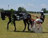 Scandal la Marele Premiu de Trap de la Ploiești: Câștigătorii au refuzat controlul antidoping, dar a păstrat trofeul / Proprietarii celorlalți cai acuză „jocuri murdare” și cer descalificarea calului