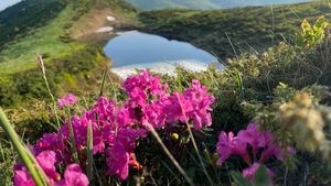 FOTO Pauza de respirație: Frumusețea rododendronului în Parcul Național Munții Rodnei