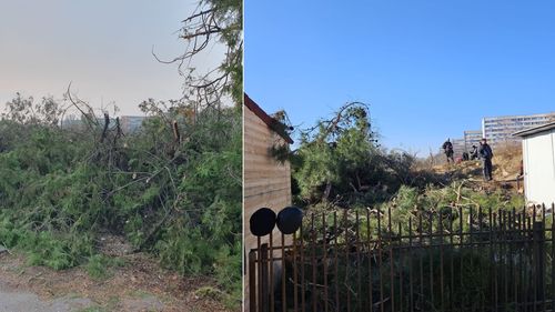 Copacii de pe spațiul verde din zona retrocedată a Parcul IOR, tăiați ilegal. Expert silvic, după intrarea în vigoare a noului Cod Silvic: Trebuie să li se deschidă dosare penale