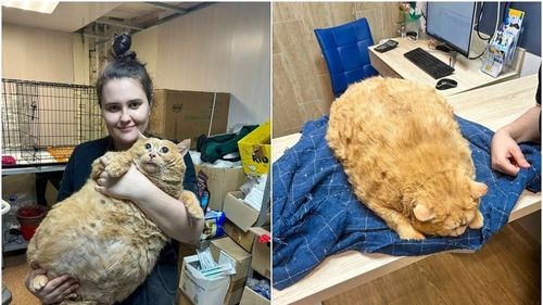 Prea grasă pentru a merge: Pisică de 17 kg salvată dintr-un spital rusesc, pusă la dietă și exerciții fizice