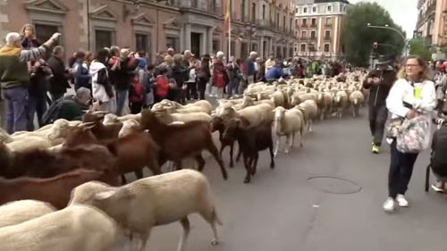 VIDEO Oile au ocupat străzile din Madrid în drum spre pășunile de iarnă