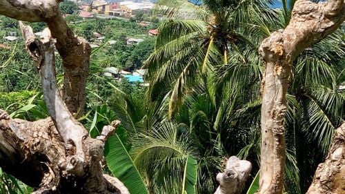 Peste 2.000 de persoane, îngropate într-o alunecare de teren în Papua Noua Guinee