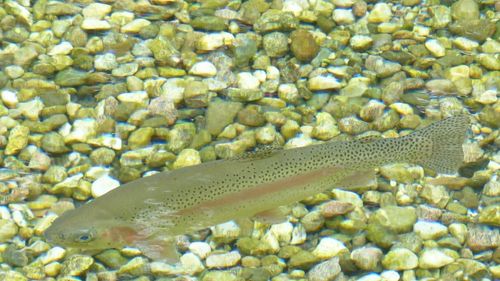 Experiment revoluționar: păstrăvul curcubeu se adaptează la apa sărată din Marea Neagră și devine mult mai gustos / Ihtiolog: ”E mult mai rentabil decât păstrăvul indigen, care crește mult mai încet„