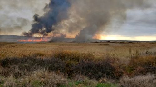Incendiu de vegetație uscată și stuf pe 60 de hectare din Delta Neajlovului
