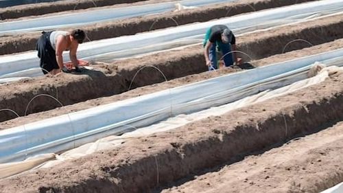 VIDEO Sezonieri români abandonați pe stradă în Germania. Unii angajatori nu respectă măsurile de carantină - Deutsche Welle