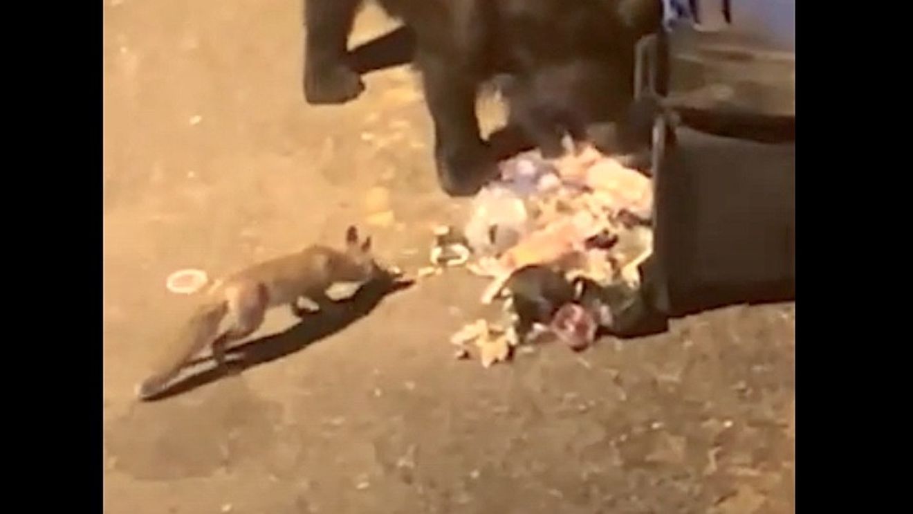 VIDEO Un urs ia cina alături de o vulpe / Animalele au dărâmat o pubelă și au scotocit împreună prin pungile de gunoi