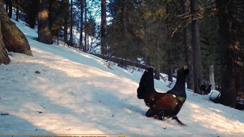 Tanczos Barna a redeschis vânătoarea la cocoși de munte, după 10 ani de interdicție / „E o specie rară, cu risc de dispariție” / Asociația Agent Green cere demisia ministrului