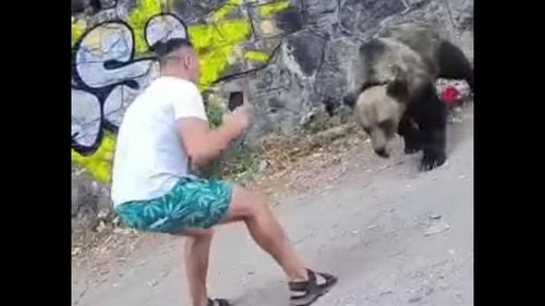 VIDEO Un bărbat este atacat de urs în momentul în care se apropie prea mult de animal ca să îl filmeze