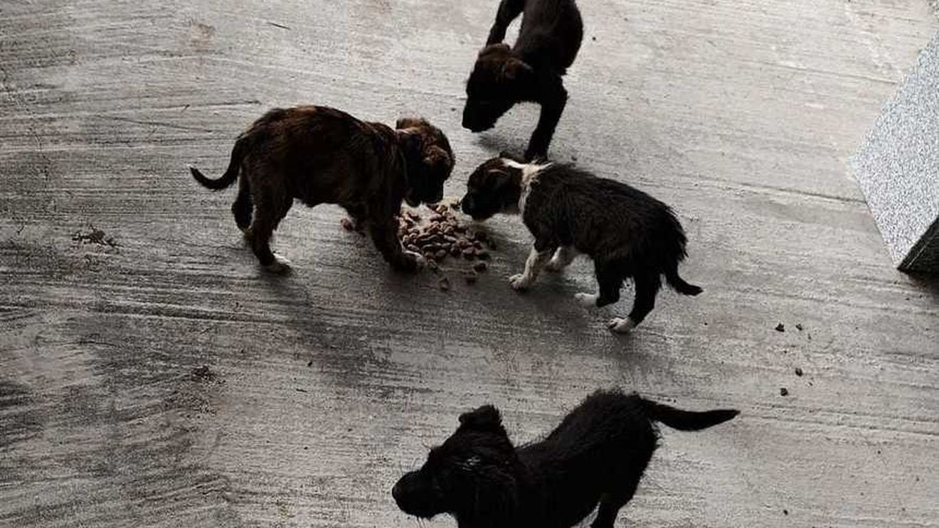 Un bărbat a fost amendat cu 12.000 de lei, după ce a abandonat patru câini pe o stradă din Scorniceşti