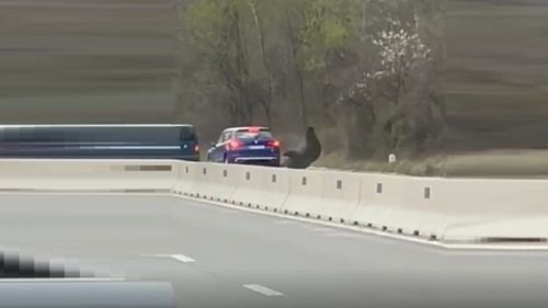 VIDEO Un urs a pătruns pe DN1, în zona localității Cornu, fiind lovit de două mașini