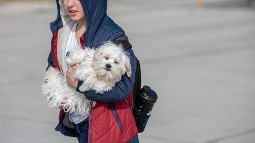 Refugiații ucraineni de război nu mai pot introduce în România animale de companie fără dovada vaccinării