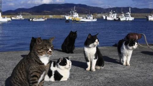 VIDEO | Insula Pisicilor din Brazilia, paradisul din mijlocul oceanului devenit refugiu pentru animalele abandonate de stăpâni. Multe dintre feline au devenit sălbatice, iar populația este în continuă creștere