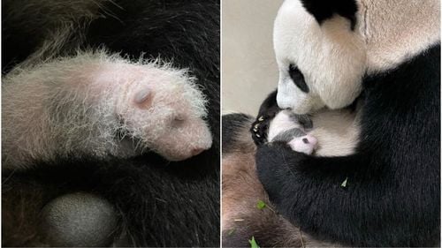 Singapore sărbătorește nașterea primului pui de panda uriaș de pe teritoriul său