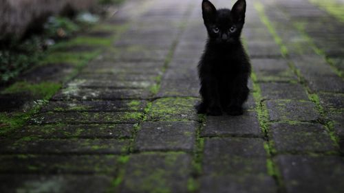 Amsterdam instalează sute de scări mici de-a lungul canalelor sale pentru a proteja fauna