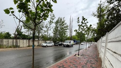 Cum a stins Robert Negoiță isteria „otrăvirii” copacilor pe care tot el o iscase: „E îngrășământ” / Cu două ore mai devreme acuza că „mâini criminale nu au altă treabă decât să distrugă munca noastră” și făcea plângeri la poliție