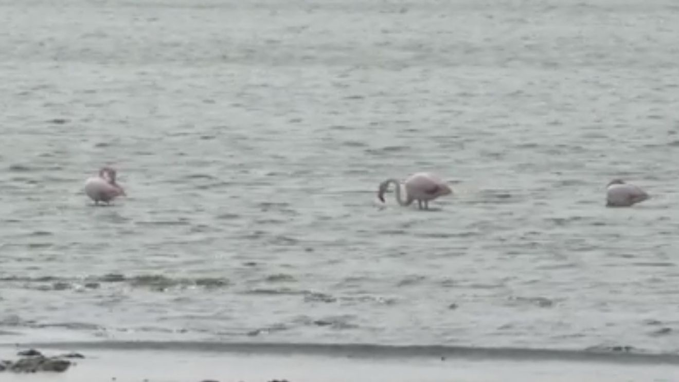 Păsări flamingo, surprinse pe Lacul Techirghiol / Biolog marin: ”Încearcă, practic, să se adapteze, încearcă locurile noastre, care ar trebui să le ofere condiţii şi de cuibărit”