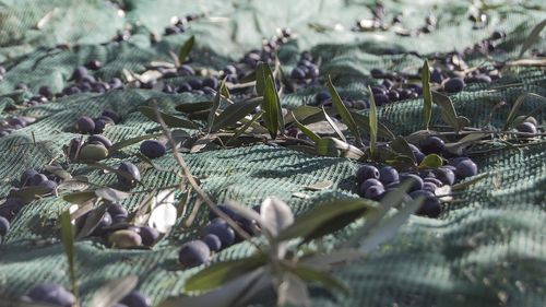 "Cine ne va mai culege măslinele?” Premierul grec lansează un semnal de alarmă în privința unei politici anti-imigrație prea dură