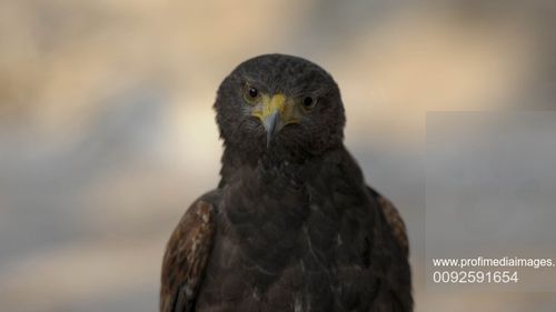 Șoim folosit pentru a alunga porumbeii din gara Euston din Londra