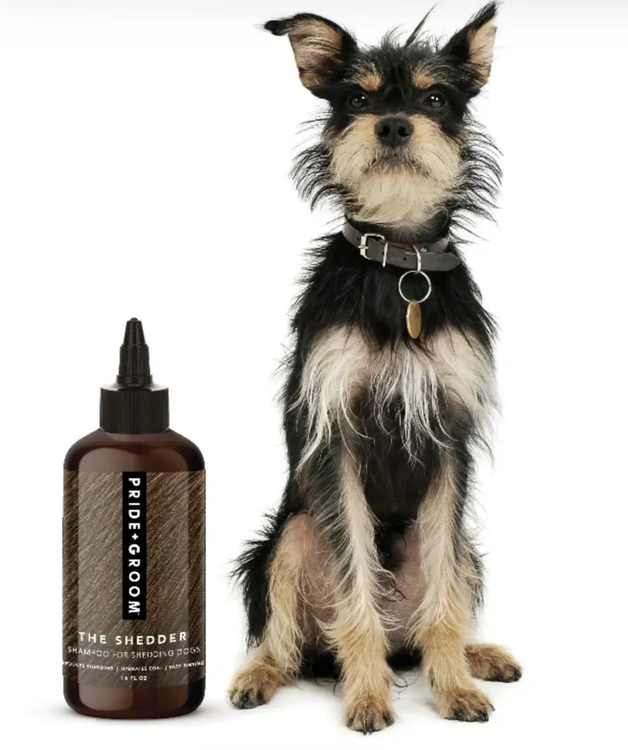 moda, beauty, beauty de caini, moda de caini, sampon pride and groom, animale de companie 