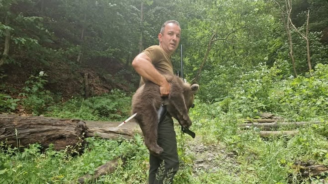 UPDATE Primul pui de urs orfan din zona Transfăgăraşan a fost găsit şi este în siguranţă, anunță ministrul Mediului / Continuă căutările celorlalți doi / Sanctuarul AMP Libearty din Zărnești: Este extem de slăbit, flămând și speriat