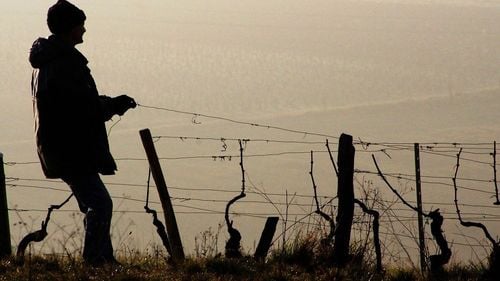 Dezastru agricol în Franța. Recoltele de struguri, afectate de „cel mai mare ger din ultimele decenii”