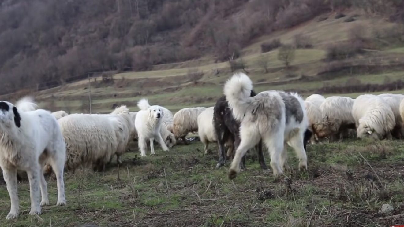 Doi turişti olandezi au fost muşcaţi de câinele de la o stână, într-o drumeţie în Apuseni