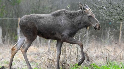 Moment istoric pentru biodiversitatea României: Elanul revine în păduri