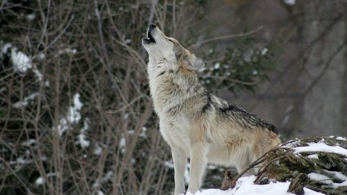 Un parc din Marea Britanie a eutanasiat întreaga haită de lupi după ce animalele au devenit agresive între ele