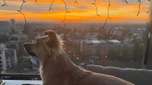 EXCLUSIV | Cum arată casa ideală pentru echilibrul emoțional dintre om și animal: Experții indică 3 elemente esențiale și cât costă o astfel de evaluare (VIDEO & FOTO)